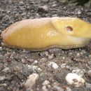 banana slug source image